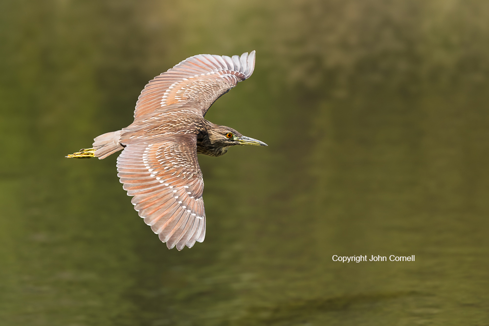Black-crowned Night Heron;Flying Bird;Heron;Nycticorax nycticorax;Photography;action;active;aloft;behavior;birds;color image;flight;fly;flying;in flight;juvenile;motion;movement;one animal;soar;soaring;wing;winged;wings